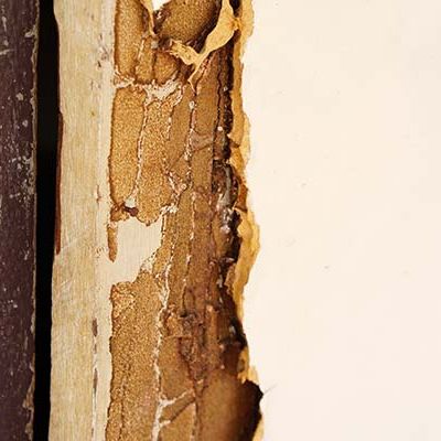 termite damage